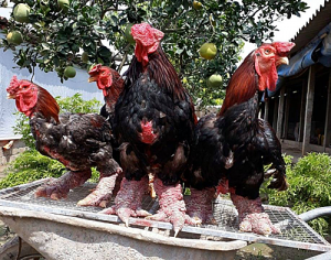 Những con gà Đông Tảo có bộ chân to tại trang trại anh Nghĩa