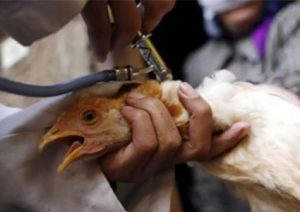 Tiêm vaccine để phòng ngừa bệnh đậu trên gà
