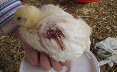 Bệnh thiếu máu truyền nhiễm ở gà