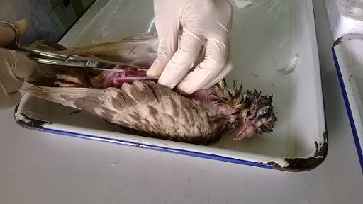 Bệnh thương hàn ở chim bồ câu