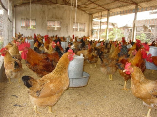 điều chỉnh khẩu phần thức ăn chăn nuôi cho gà sinh sản