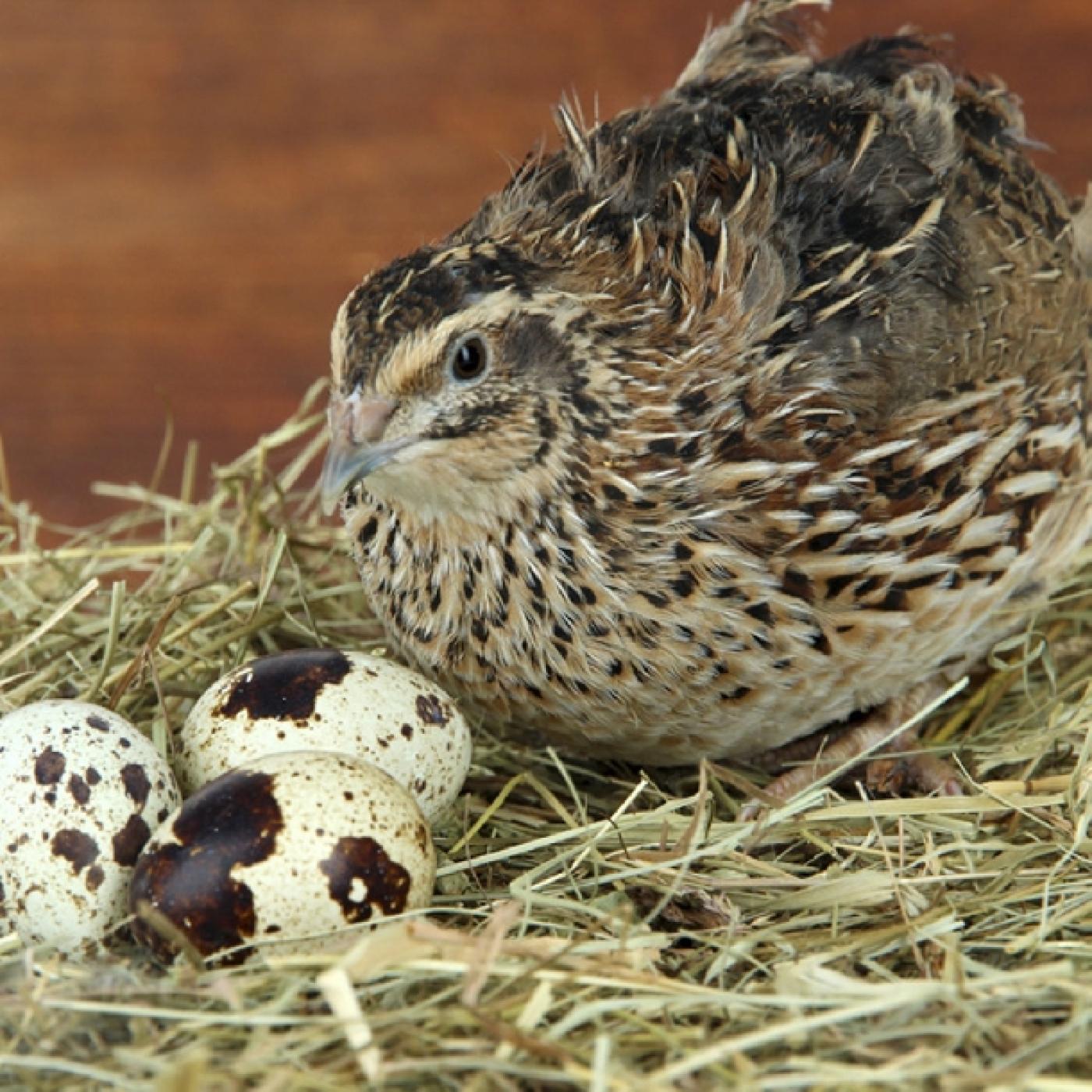 Phòng và trị hiên tượng chim cút đẻ trứng trắng