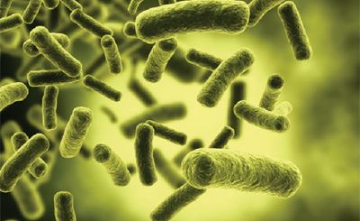 Vi khuẩn E.coli dưới kính hiển vi điện tử
