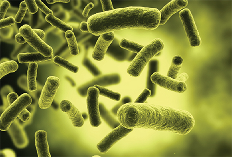 Vi khuẩn E.coli dưới kính hiển vi điện tử