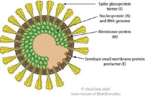Virus viêm phế quản truyền nhiễm ở gia cầm
