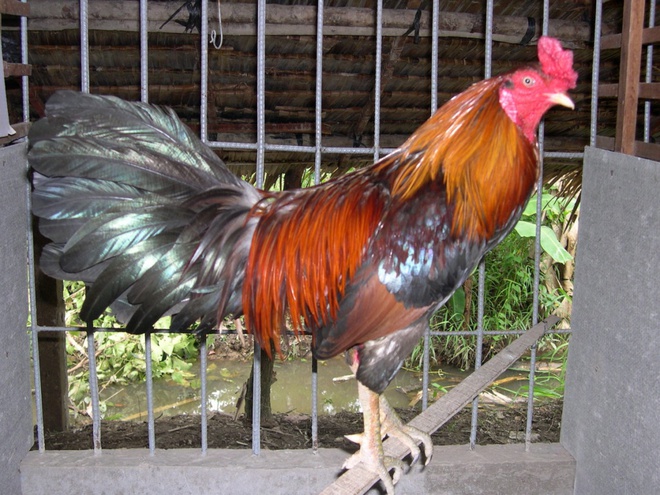 Om bóp vào nghệ sớm dễ khiến cho gà bị tụt lực, bị ốm trong và sụt cân