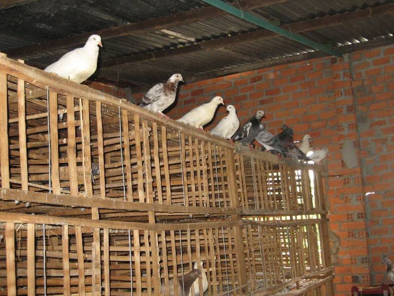 Kỹ thuật làm chuồng nuôi chim bồ câu bán công nghiệp và công nghiệp
