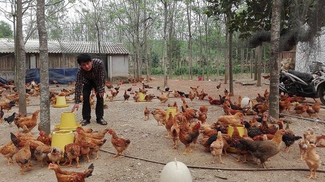 Làm chuồng nuôi gà thả vườn