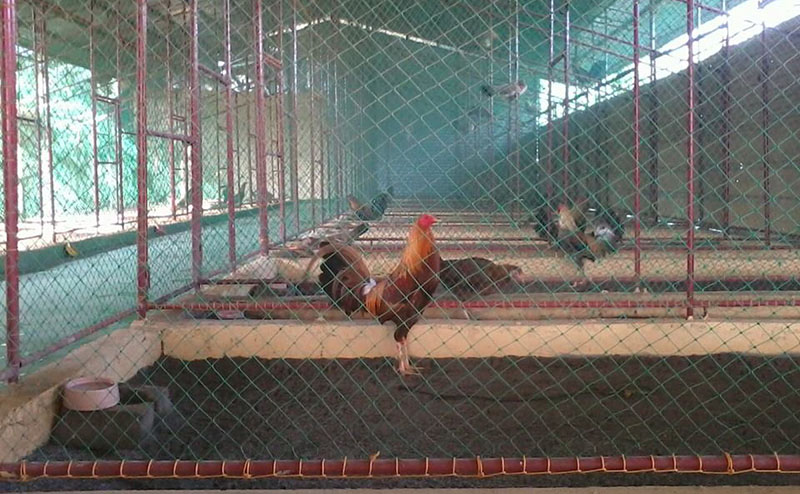 Cách làm chuồng gà bằng lưới