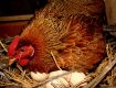 Hướng dẫn cách để gà ta bỏ giai đoạn ấp trứng sau khi đẻ