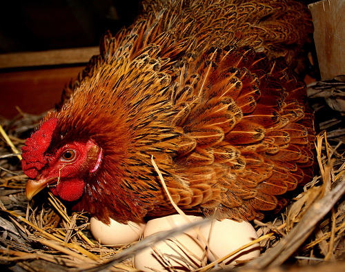 Hướng dẫn cách để gà ta bỏ giai đoạn ấp trứng sau khi đẻ