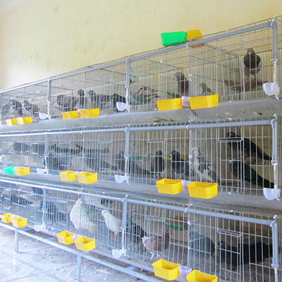 Kỹ thuật làm chuồng nuôi chim bồ câu bán công nghiệp và công nghiệp