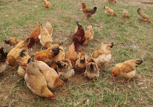 Kỹ thuật nuôi gà ta đẻ trứng cơ bản cho nhà nông 