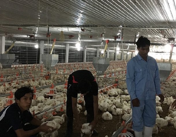 kỹ thuật chăn nuôi gà công nghiệp