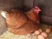 4 nguyên nhân chính khiến cho gà ngừng đẻ trứng và giải pháp
