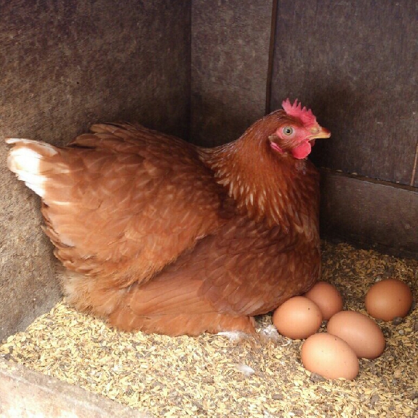 4 nguyên nhân chính khiến cho gà ngừng đẻ trứng và giải pháp