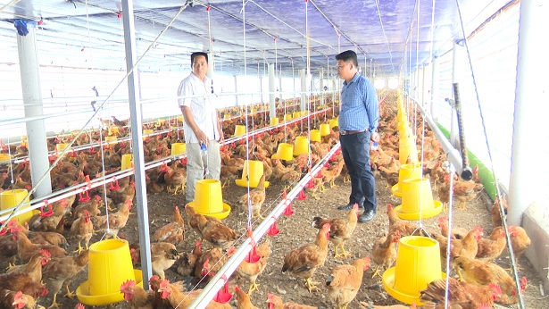 Mô hình nuôi gà công nghiệp hiệu quả  BioSpring  Chuyên gia về nghiên cứu  và ứng dụng công nghệ sinh học trong nông nghiệp và xử lý môi trường